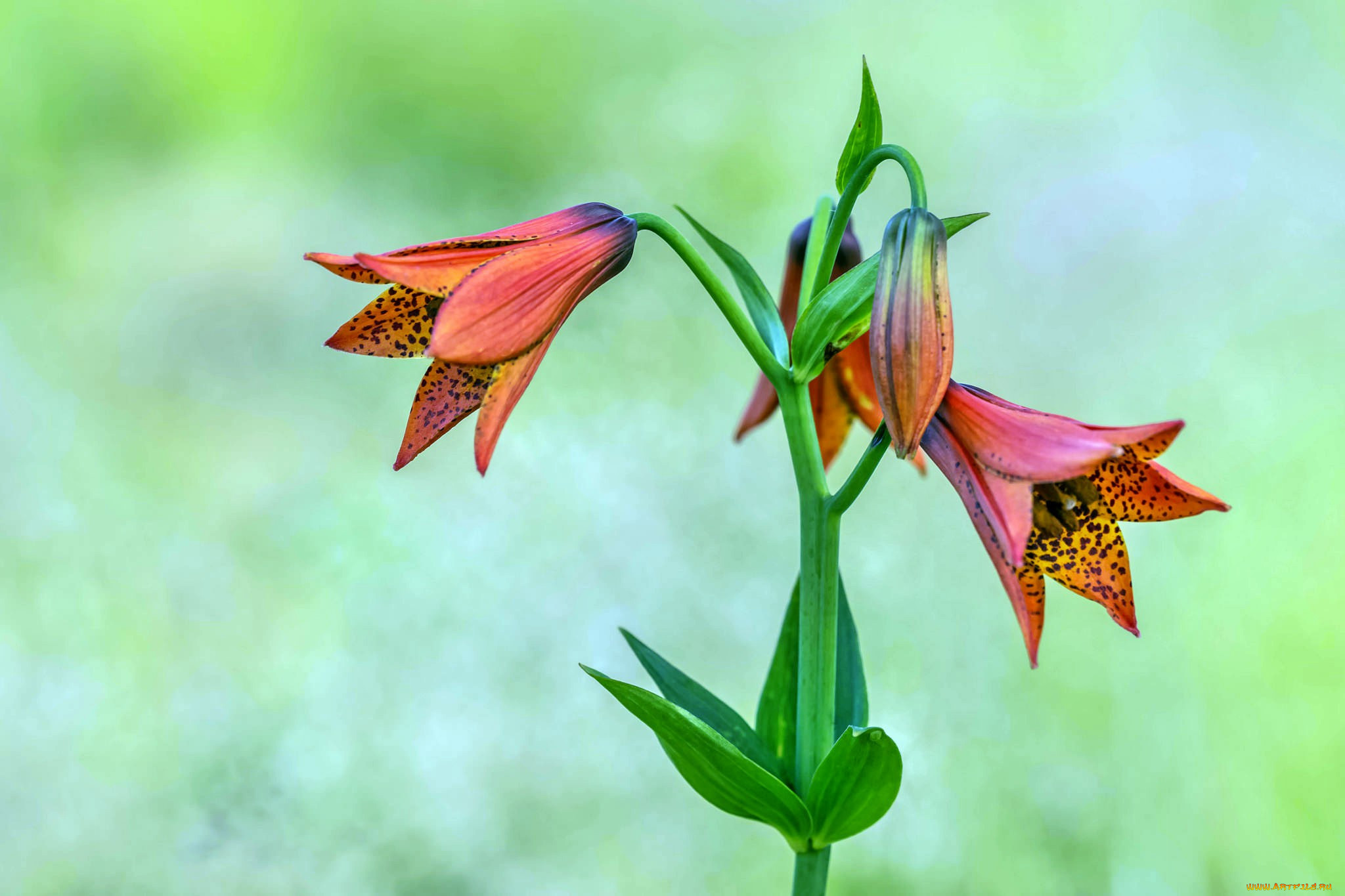 gray`s lily, , ,  , 